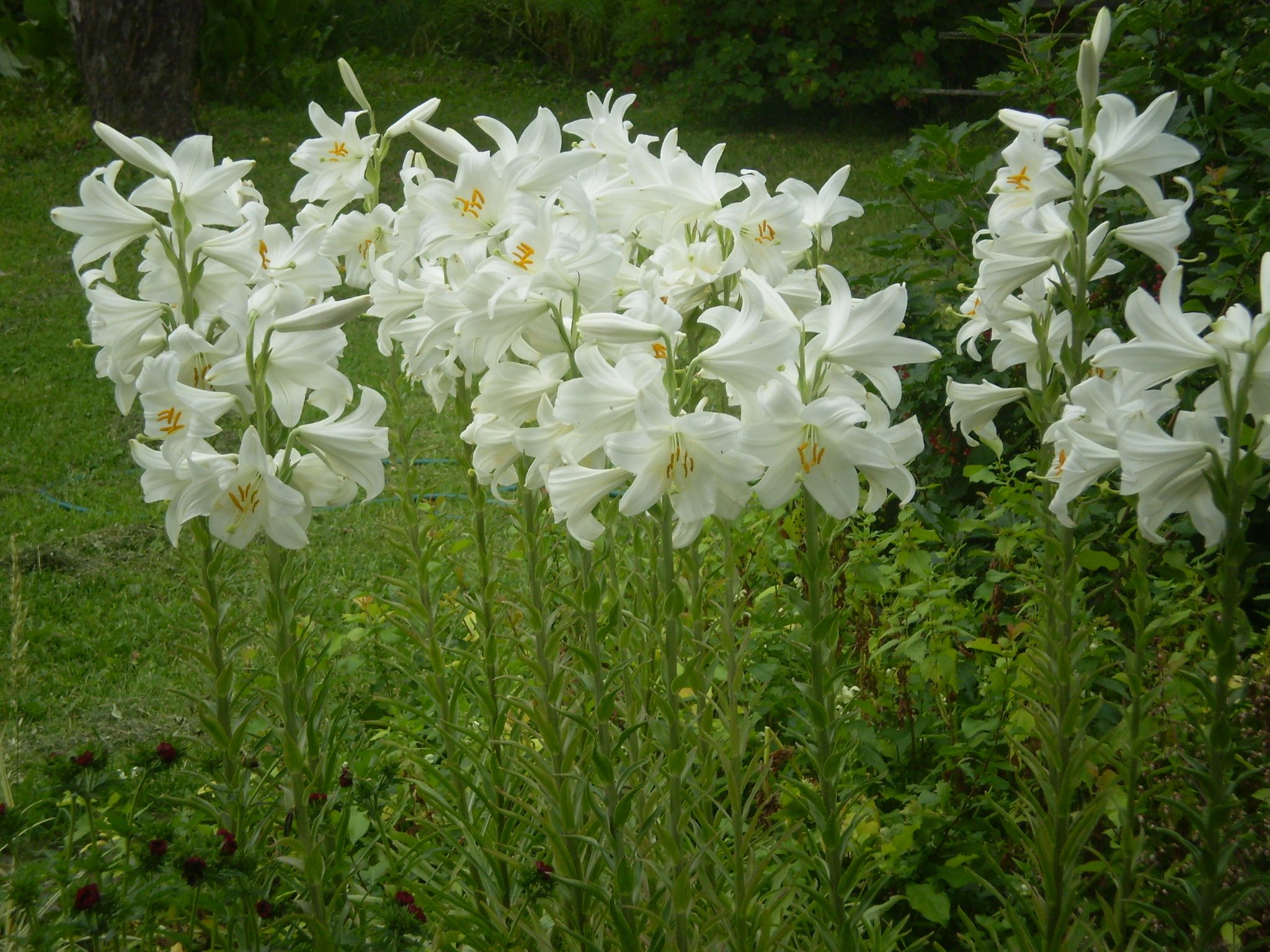 Представитель Отряда Liliales